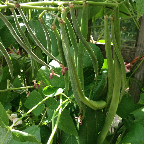 Runner Bean Equator